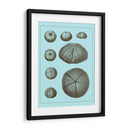 Conchas Teñidas En Aqua Ii - Vision Studio | Cuadro decorativo de Canvas Lab