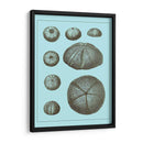 Conchas Teñidas En Aqua Ii - Vision Studio | Cuadro decorativo de Canvas Lab