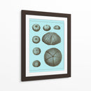 Conchas Teñidas En Aqua Ii - Vision Studio | Cuadro decorativo de Canvas Lab