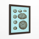 Conchas Teñidas En Aqua Ii - Vision Studio | Cuadro decorativo de Canvas Lab