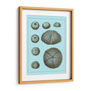 Conchas Teñidas En Aqua Ii - Vision Studio | Cuadro decorativo de Canvas Lab