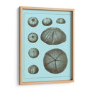 Conchas Teñidas En Aqua Ii - Vision Studio | Cuadro decorativo de Canvas Lab