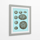 Conchas Teñidas En Aqua Ii - Vision Studio | Cuadro decorativo de Canvas Lab