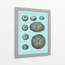 Conchas Teñidas En Aqua Ii - Vision Studio | Cuadro decorativo de Canvas Lab
