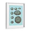 Conchas Teñidas En Aqua Ii - Vision Studio | Cuadro decorativo de Canvas Lab