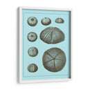 Conchas Teñidas En Aqua Ii - Vision Studio | Cuadro decorativo de Canvas Lab
