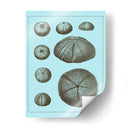 Conchas Teñidas En Aqua Ii - Vision Studio | Cuadro decorativo de Canvas Lab