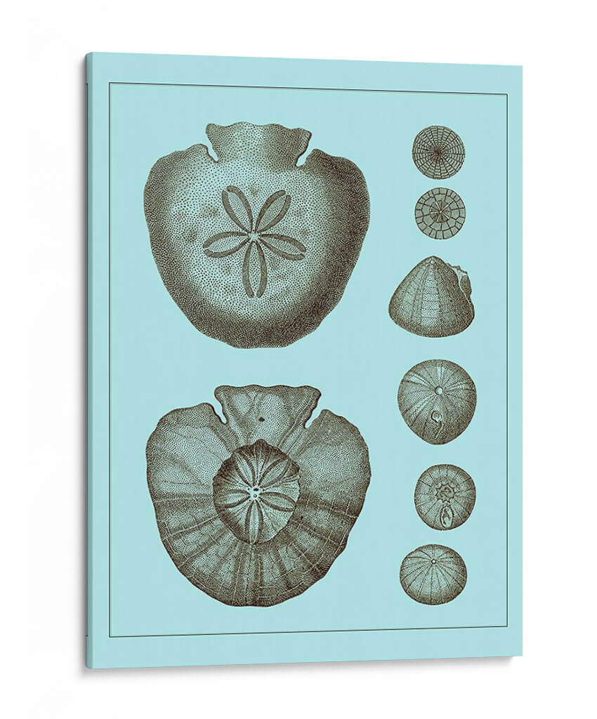 Conchas Teñidas En Aqua Iii - Vision Studio | Cuadro decorativo de Canvas Lab