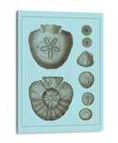 Conchas Teñidas En Aqua Iii - Vision Studio | Cuadro decorativo de Canvas Lab