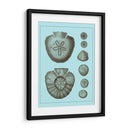 Conchas Teñidas En Aqua Iii - Vision Studio | Cuadro decorativo de Canvas Lab