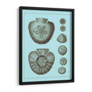 Conchas Teñidas En Aqua Iii - Vision Studio | Cuadro decorativo de Canvas Lab
