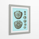 Conchas Teñidas En Aqua Iii - Vision Studio | Cuadro decorativo de Canvas Lab