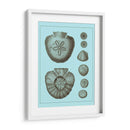 Conchas Teñidas En Aqua Iii - Vision Studio | Cuadro decorativo de Canvas Lab