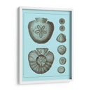 Conchas Teñidas En Aqua Iii - Vision Studio | Cuadro decorativo de Canvas Lab