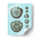 Conchas Teñidas En Aqua Iii - Vision Studio | Cuadro decorativo de Canvas Lab