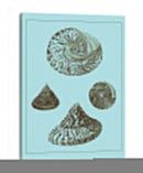 Conchas Teñidas En Aqua Iv - Vision Studio | Cuadro decorativo de Canvas Lab