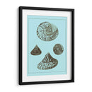 Conchas Teñidas En Aqua Iv - Vision Studio | Cuadro decorativo de Canvas Lab