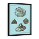Conchas Teñidas En Aqua Iv - Vision Studio | Cuadro decorativo de Canvas Lab