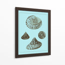 Conchas Teñidas En Aqua Iv - Vision Studio | Cuadro decorativo de Canvas Lab