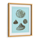 Conchas Teñidas En Aqua Iv - Vision Studio | Cuadro decorativo de Canvas Lab