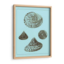 Conchas Teñidas En Aqua Iv - Vision Studio | Cuadro decorativo de Canvas Lab
