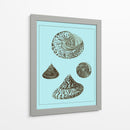 Conchas Teñidas En Aqua Iv - Vision Studio | Cuadro decorativo de Canvas Lab