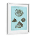 Conchas Teñidas En Aqua Iv - Vision Studio | Cuadro decorativo de Canvas Lab