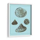 Conchas Teñidas En Aqua Iv - Vision Studio | Cuadro decorativo de Canvas Lab
