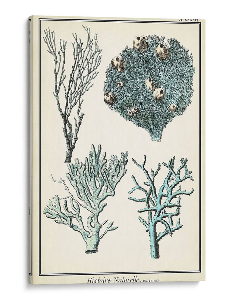 Especies De Coral De Gran Tamaño Ii - Vision Studio | Cuadro decorativo de Canvas Lab