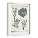 Especies De Coral De Gran Tamaño Ii - Vision Studio | Cuadro decorativo de Canvas Lab