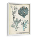 Especies De Coral De Gran Tamaño Ii - Vision Studio | Cuadro decorativo de Canvas Lab