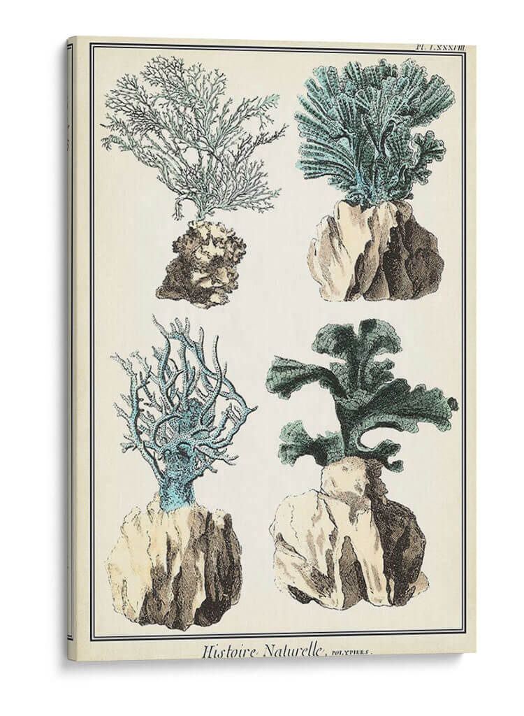 Especies De Coral De Gran Tamaño Iii - Vision Studio | Cuadro decorativo de Canvas Lab