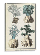 Especies De Coral De Gran Tamaño Iii - Vision Studio | Cuadro decorativo de Canvas Lab