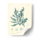 Impresión Natural En Aqua I - Vision Studio | Cuadro decorativo de Canvas Lab