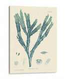 Impresión Natural En Aqua Iii - Vision Studio | Cuadro decorativo de Canvas Lab