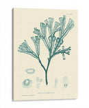 Impresión Natural En Aqua Iv - Vision Studio | Cuadro decorativo de Canvas Lab