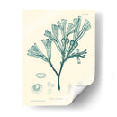 Impresión Natural En Aqua Iv - Vision Studio | Cuadro decorativo de Canvas Lab