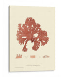 Impresión Natural En Coral I - Vision Studio | Cuadro decorativo de Canvas Lab