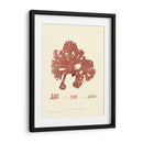 Impresión Natural En Coral I - Vision Studio | Cuadro decorativo de Canvas Lab