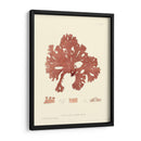 Impresión Natural En Coral I - Vision Studio | Cuadro decorativo de Canvas Lab