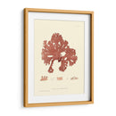 Impresión Natural En Coral I - Vision Studio | Cuadro decorativo de Canvas Lab