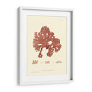 Impresión Natural En Coral I - Vision Studio | Cuadro decorativo de Canvas Lab