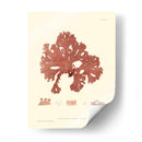 Impresión Natural En Coral I - Vision Studio | Cuadro decorativo de Canvas Lab