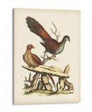 Faisanes Regales I - George Edwards | Cuadro decorativo de Canvas Lab