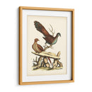 Faisanes Regales I - George Edwards | Cuadro decorativo de Canvas Lab