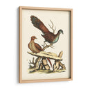 Faisanes Regales I - George Edwards | Cuadro decorativo de Canvas Lab