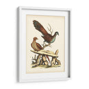 Faisanes Regales I - George Edwards | Cuadro decorativo de Canvas Lab