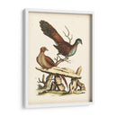 Faisanes Regales I - George Edwards | Cuadro decorativo de Canvas Lab