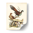 Faisanes Regales I - George Edwards | Cuadro decorativo de Canvas Lab