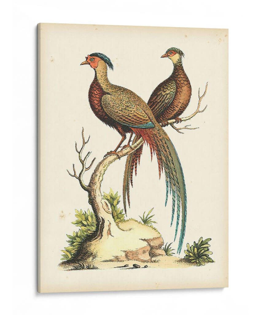 Faisanes Regales Ii - George Edwards | Cuadro decorativo de Canvas Lab
